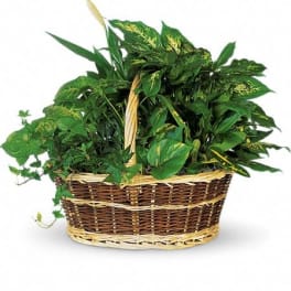 Basket of assorted green houseplants in a woven handled basket