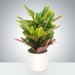 Croton Plant by BloomNation™