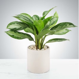 Chinese Evergreen Plant by BloomNation™