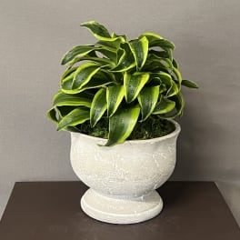Potted green plant in a white pedestal planter