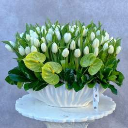 White tulips and green anthuriums in a white shell-shaped vase