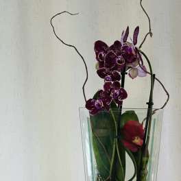 Purple orchids arranged in a tall glass vase with curly branches