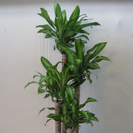 Tall potted dracaena plant with glossy green leaves in a black container