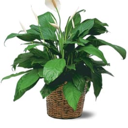 Potted peace lily in a woven basket planter