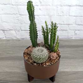 Potted cactus and succulent arrangement in a brown bowl planter