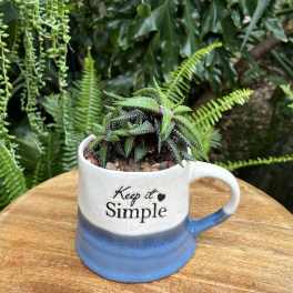 Small succulent in a blue-and-white mug planter