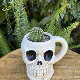 Small cactus in a white skull-shaped mug planter