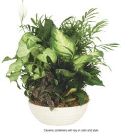 Mixed green houseplants in a low white ceramic bowl with one white bloom