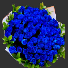 Bouquet of vivid blue roses with green foliage and white wrapping