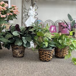 Assorted potted houseplants in woven baskets on a carpeted floor