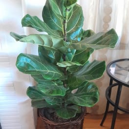 Potted fiddle leaf fig plant in a woven basket