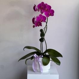 Multicolor Orchids Set