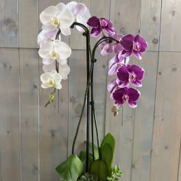White and purple orchids in a decorative pot with succulents