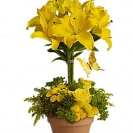 Yellow lily arrangement in a terracotta pot with small yellow blooms
