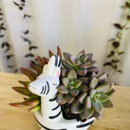Succulent arrangement in a zebra-shaped planter