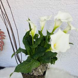 White calla lilies in a decorative square planter