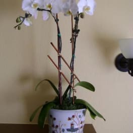 White orchid plant in a decorative pot