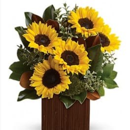 Sunflower arrangement in a wooden box with dark green foliage