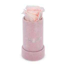 Single pale pink rose in a pink cylindrical box