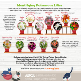 Infographic about poisonous lilies with labeled flower examples and cats