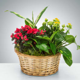 Mixed Plant Basket by BloomNation™