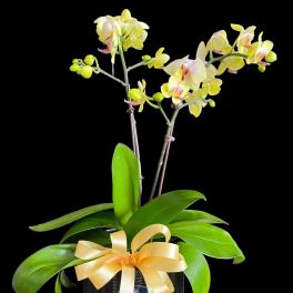 Potted yellow orchid with a gold ribbon in a black container