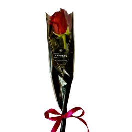 Single red rose wrapped in black plastic with a red ribbon