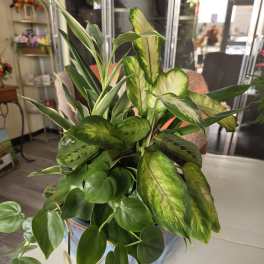 Mixed green houseplants arranged in a decorative pot