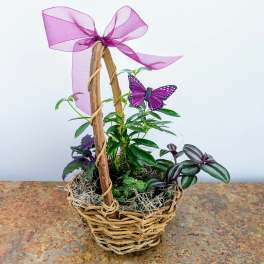 Small potted plant arrangement in a wicker basket with a purple bow and butterfly decoration.