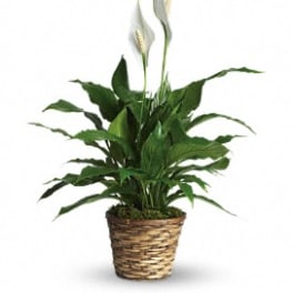 Potted peace lily plant in a woven basket planter