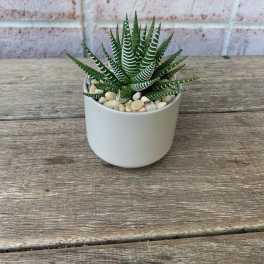 Zebra Haworthia