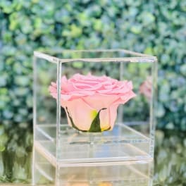 Single pink rose in a clear acrylic cube display