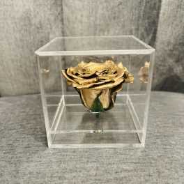 Gold rose in a clear display cube