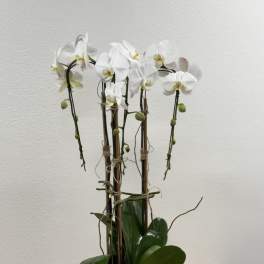 White orchid arrangement in a white ceramic pot