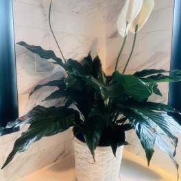 Potted peace lily with white blooms in a woven basket planter