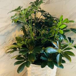 Potted green houseplant in a white woven basket