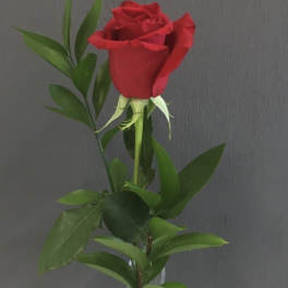 Single red rose in a clear glass vase with greenery