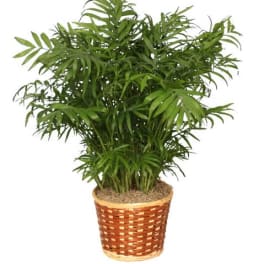 Potted palm plant in a woven basket planter