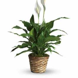 Potted peace lily plant with white blooms in a woven basket