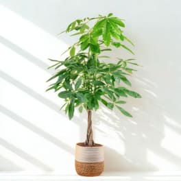 Potted money tree plant in a woven basket planter