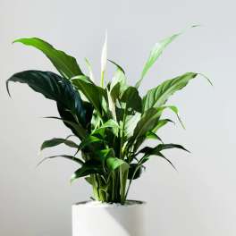 Potted peace lily plant with white blooms in a white container