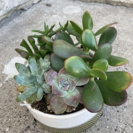 Potted succulent arrangement in a white bowl planter