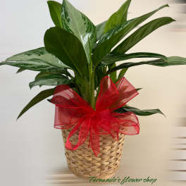 Potted green foliage plant in a woven basket with a large red bow.