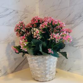 Pink flowering plant in a woven basket planter
