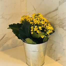 Yellow flowering plant in a silver metal bucket