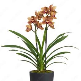 Dendrobium two tone