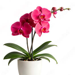 Pink Orchid in Summer