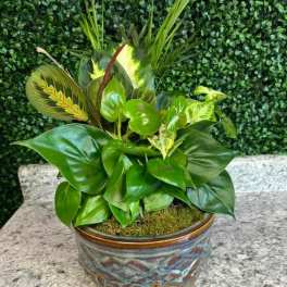 Low mixed foliage plant arrangement in a round ceramic pot on a stone surface