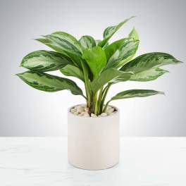 Chinese Evergreen Plant by BloomNation™