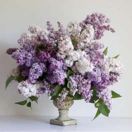 Large bouquet of lilac blossoms in a pedestal vase